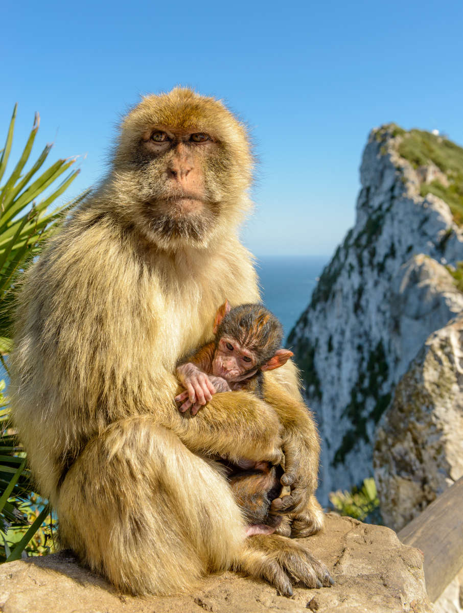 Gibraltar Tour - Monkeys