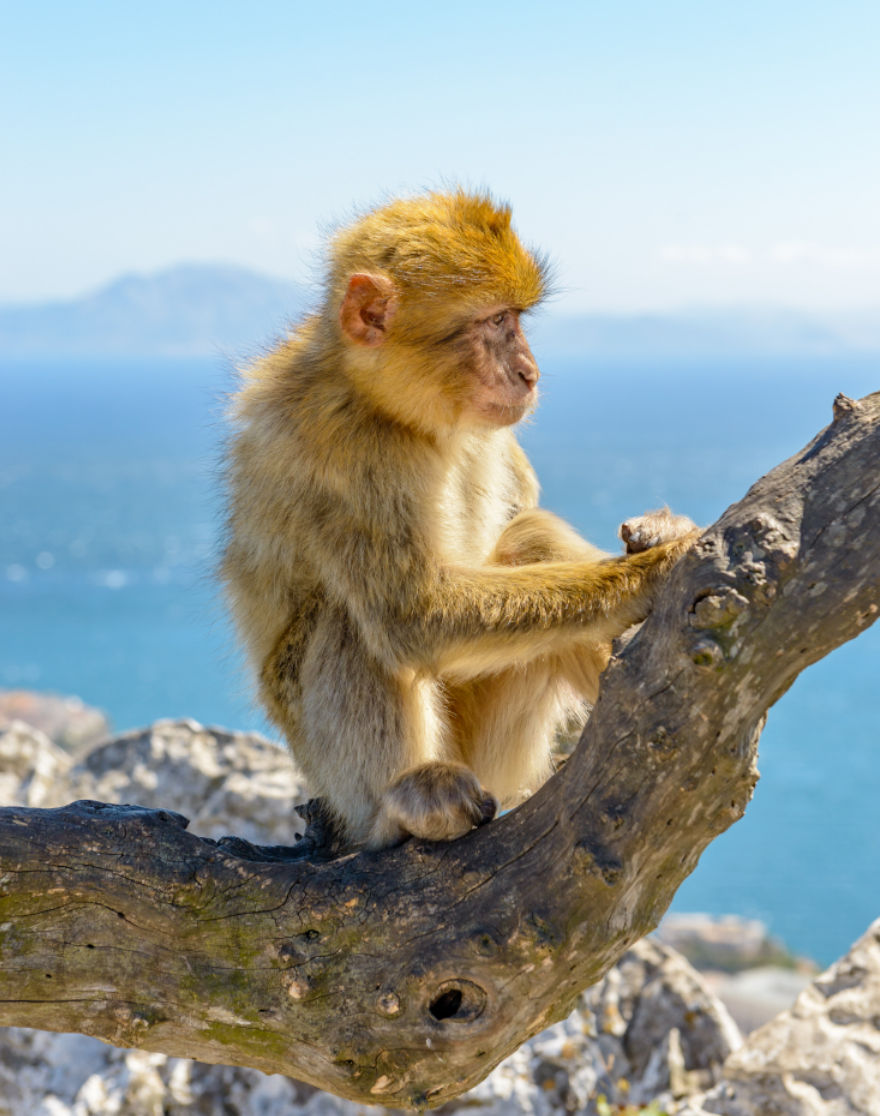 Gibraltar Tour Monkeys