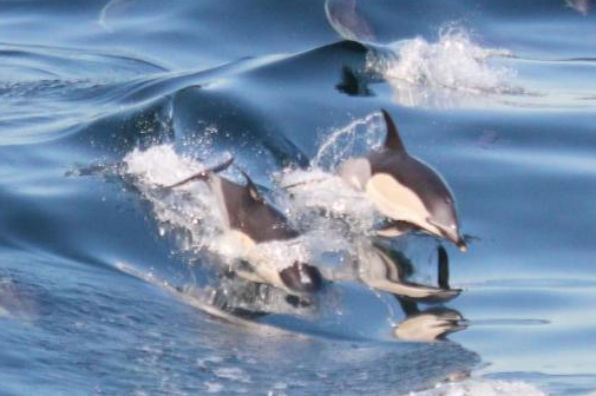 Gibraltar Dolphin Tour