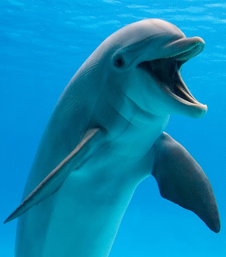Gibraltar Dolphin Adventure