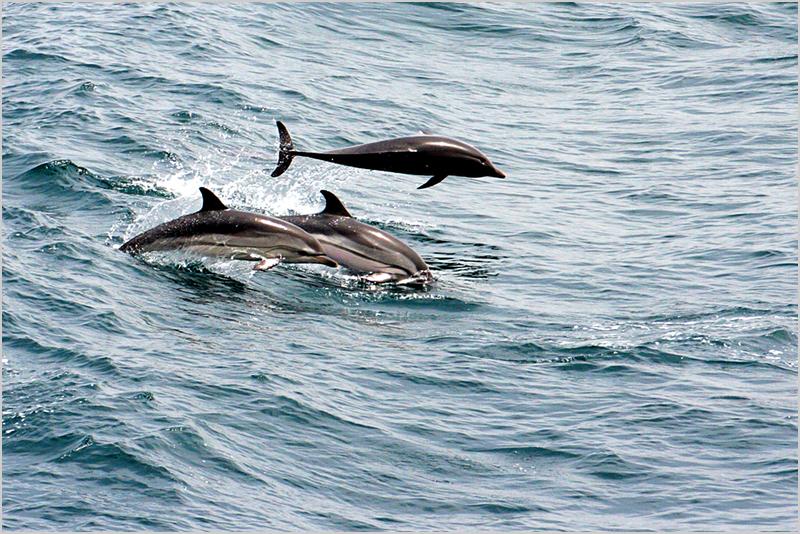 Gibraltar Dolphin Adventure