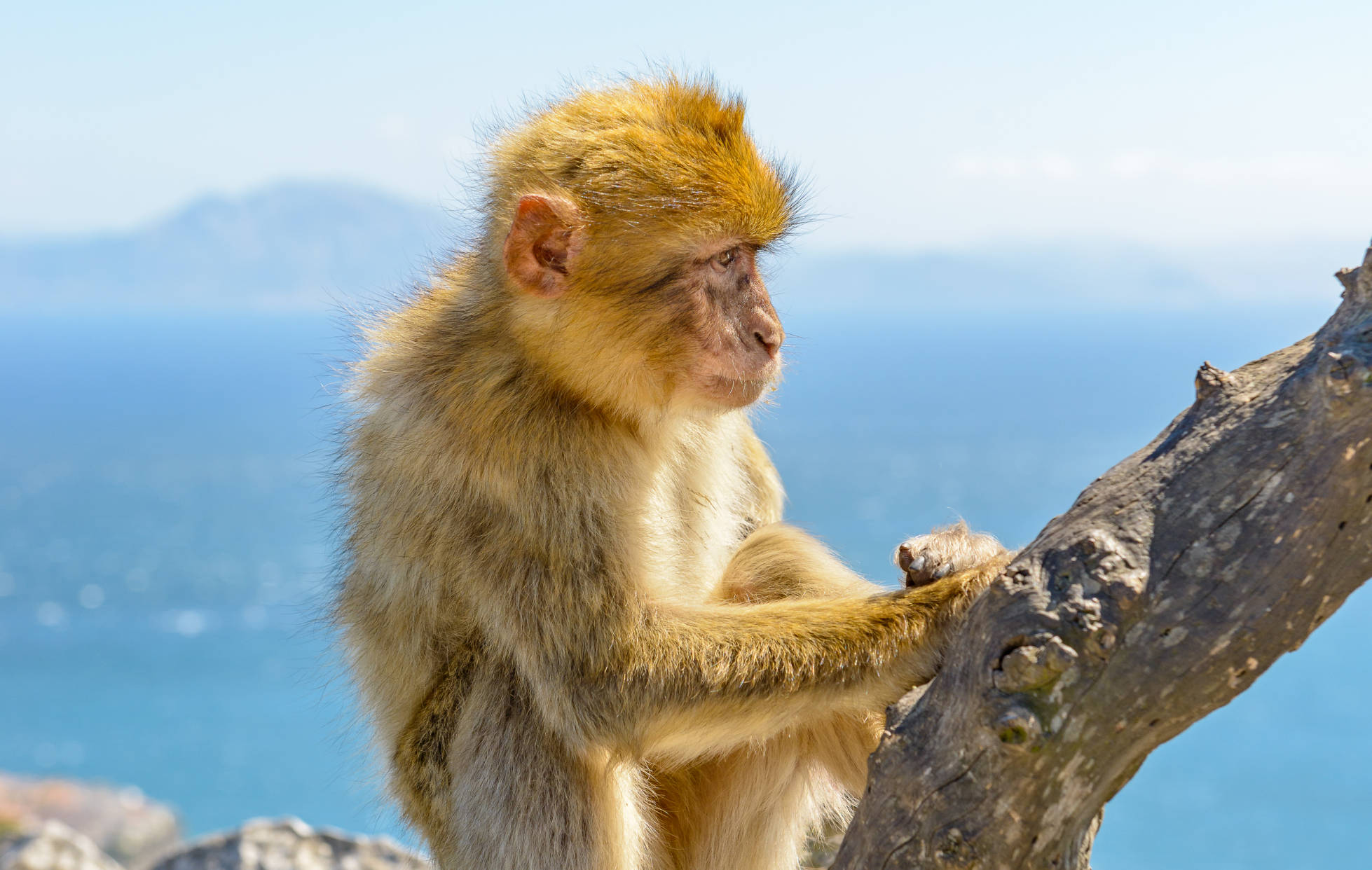 Gibraltar Coach Tours