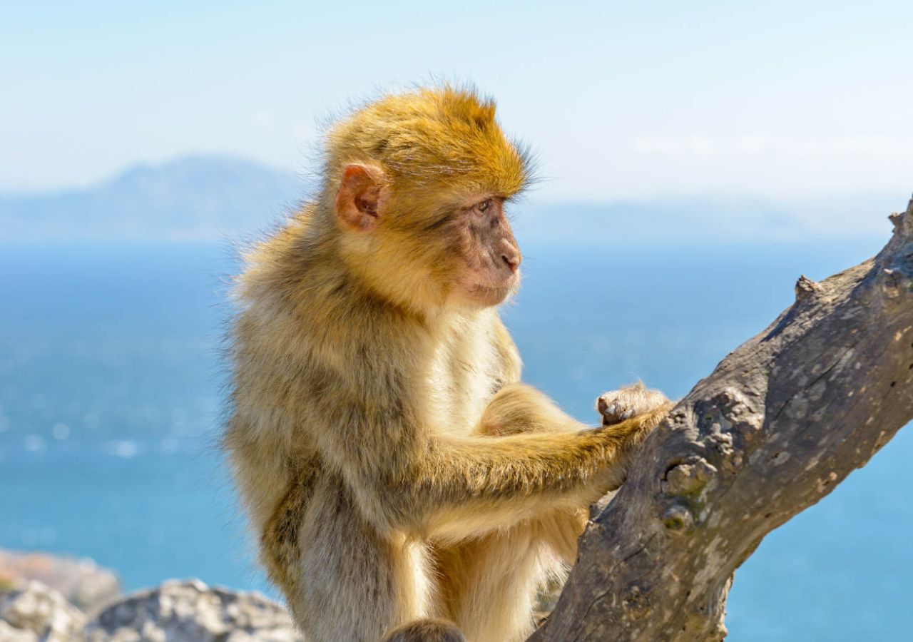 Gibraltar Monkeys and Skywalk