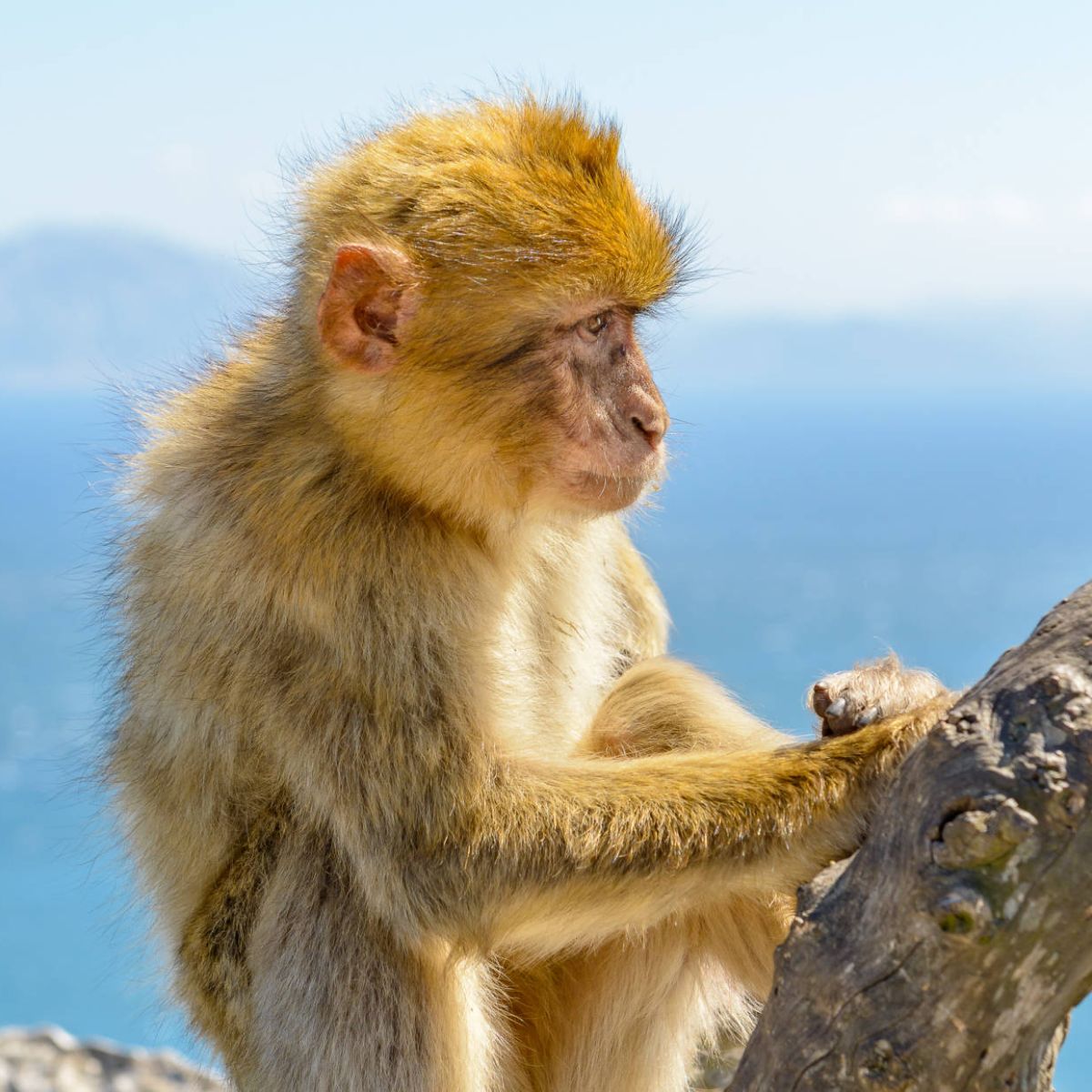 Gibraltar Monkey Tour